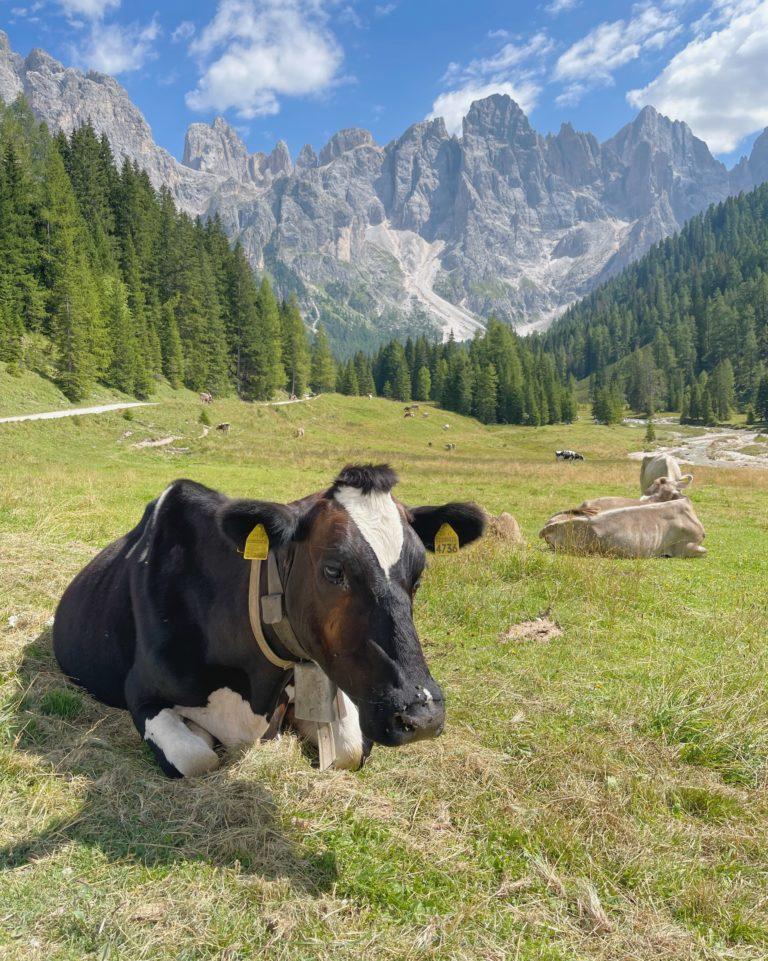 Fiera di Primiero e San Martino di Castrozza sentieri facili