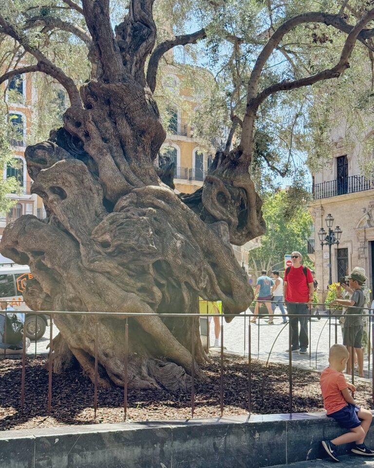 Maiorca senza auto e senza filtri il nostro viaggio tra tuffi, sorprese e tanto caldo
