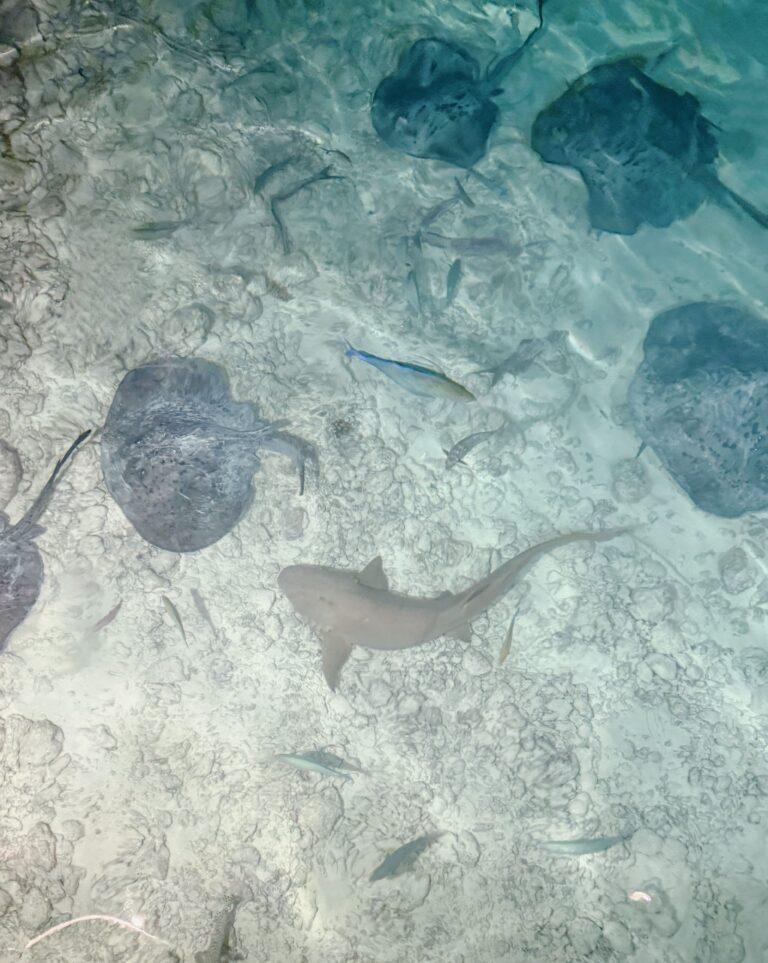 Tornare alle Maldive, questa volta al Furaveri